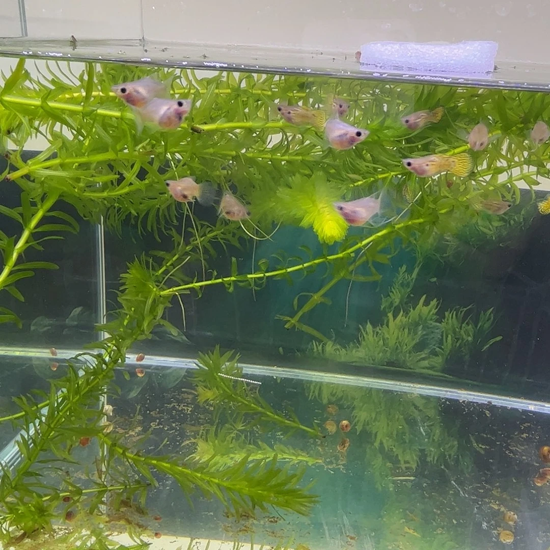 孔雀鱼黑金雷丝球两对