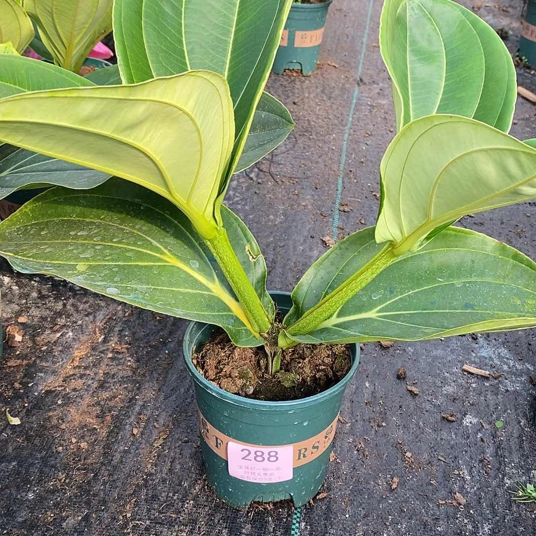 昕***奶木本花卉288