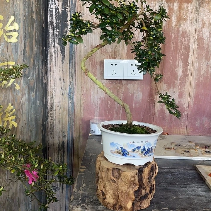 无花朵杜鹃花 人家美西施