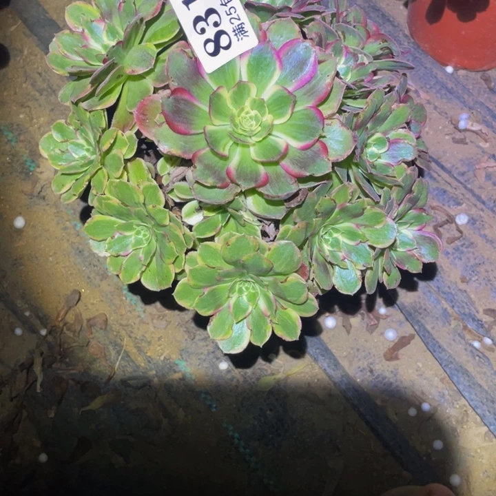 831海王变异锦多肉植物