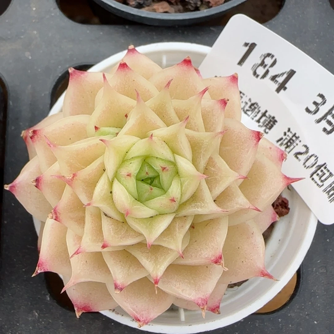 花语逸镜0313-184