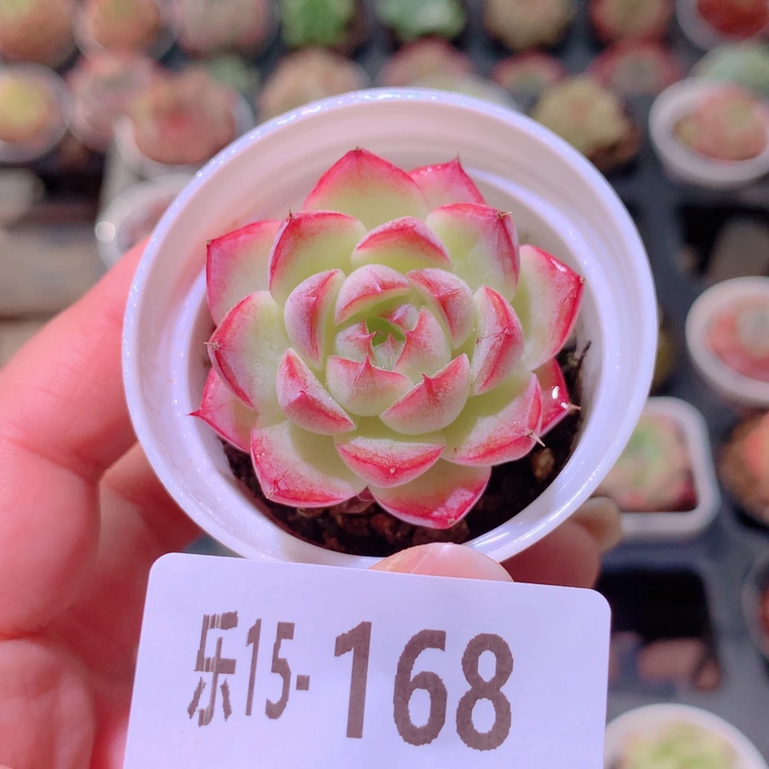 乐然15-168 女王玫瑰
