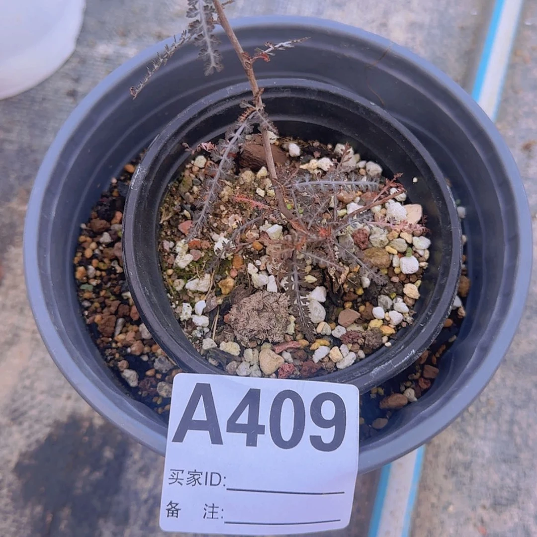 【闪购商品】小*白块根植物