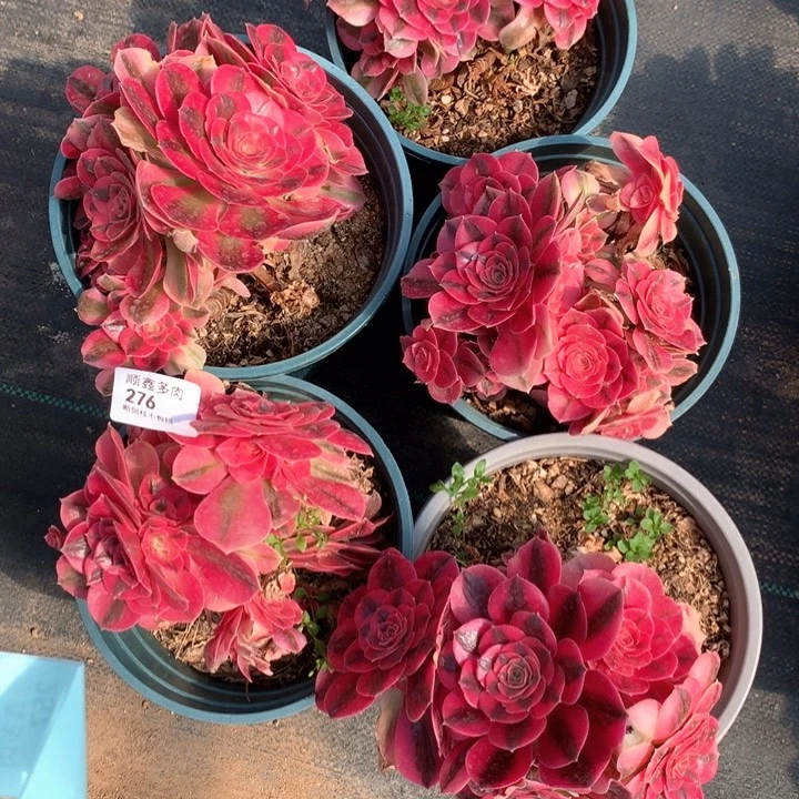 276多肉植物一堆特价不售后