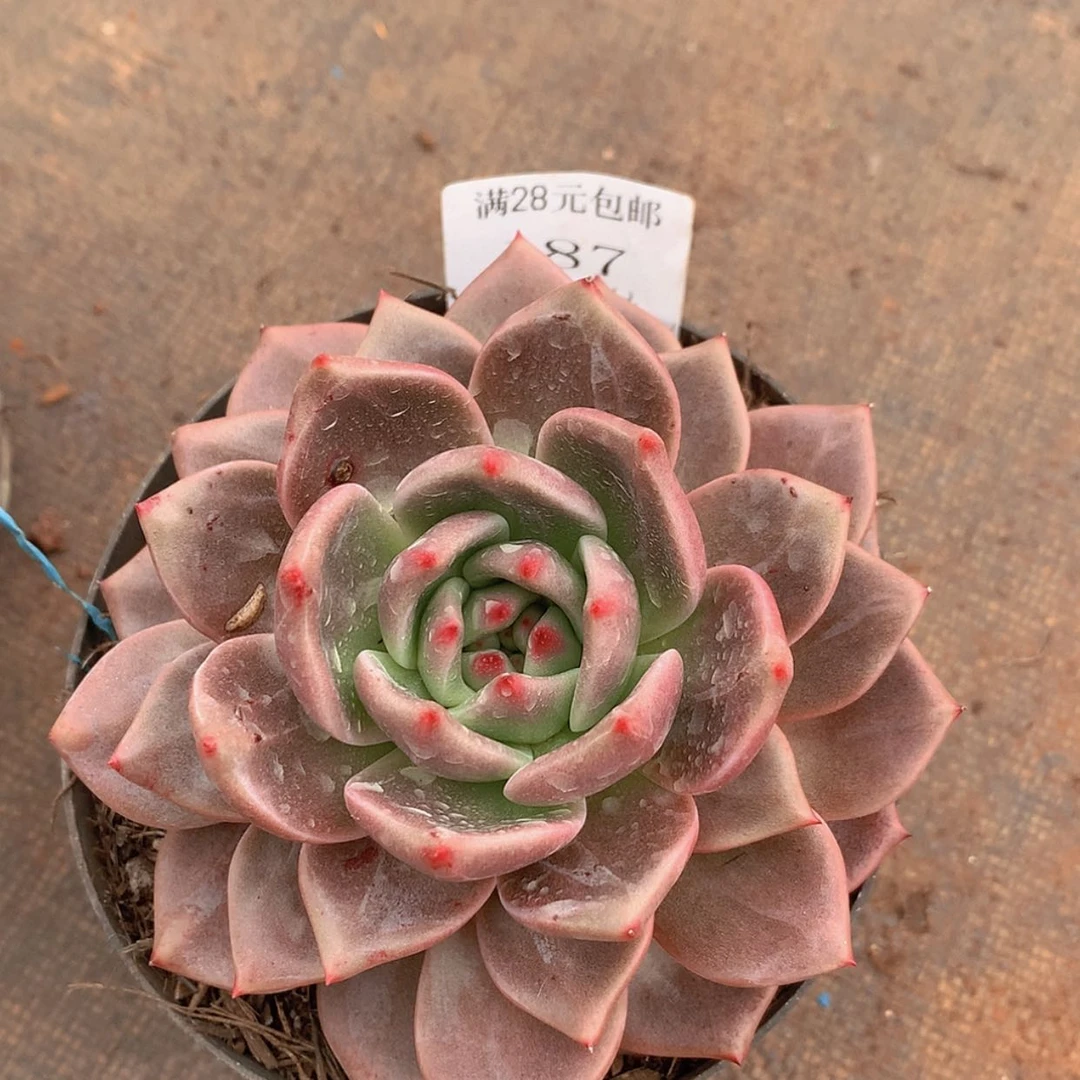 【闪购商品】云187号山茶花15厘米