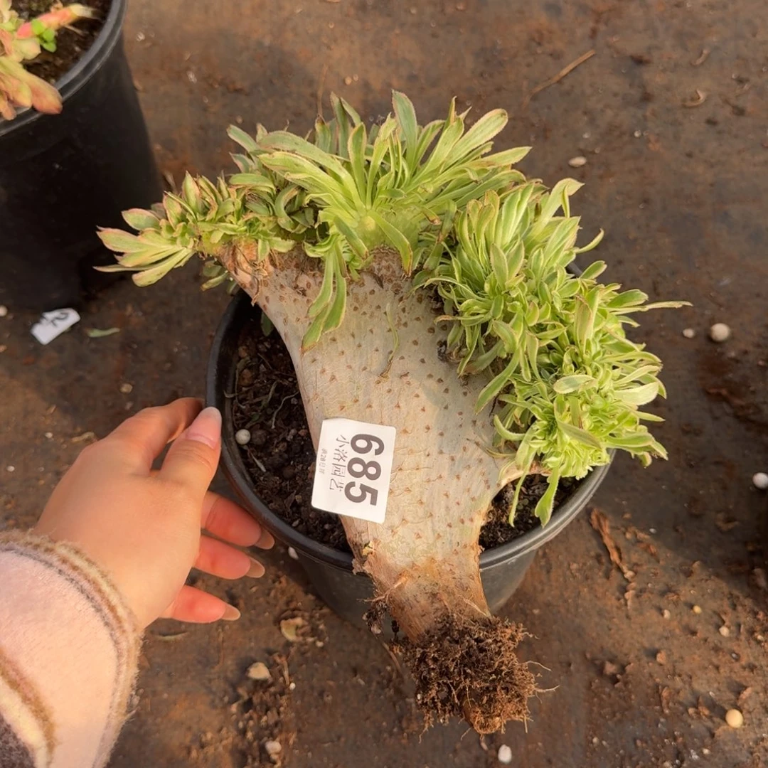 685夕颜缀化多肉植物满28包邮