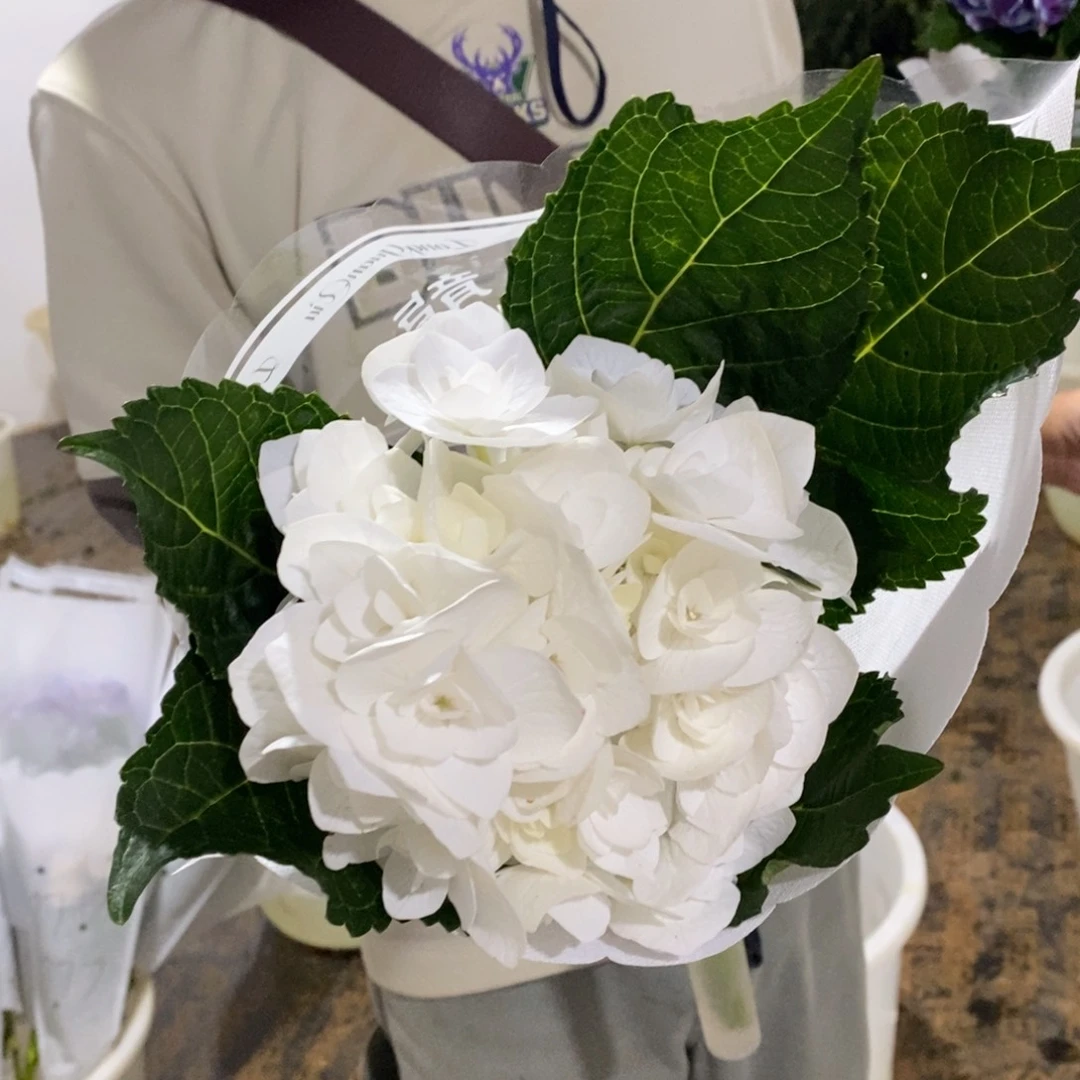 779号绣球/有色差介意勿拍（3单冷链包邮、偏远补运费发德邦）