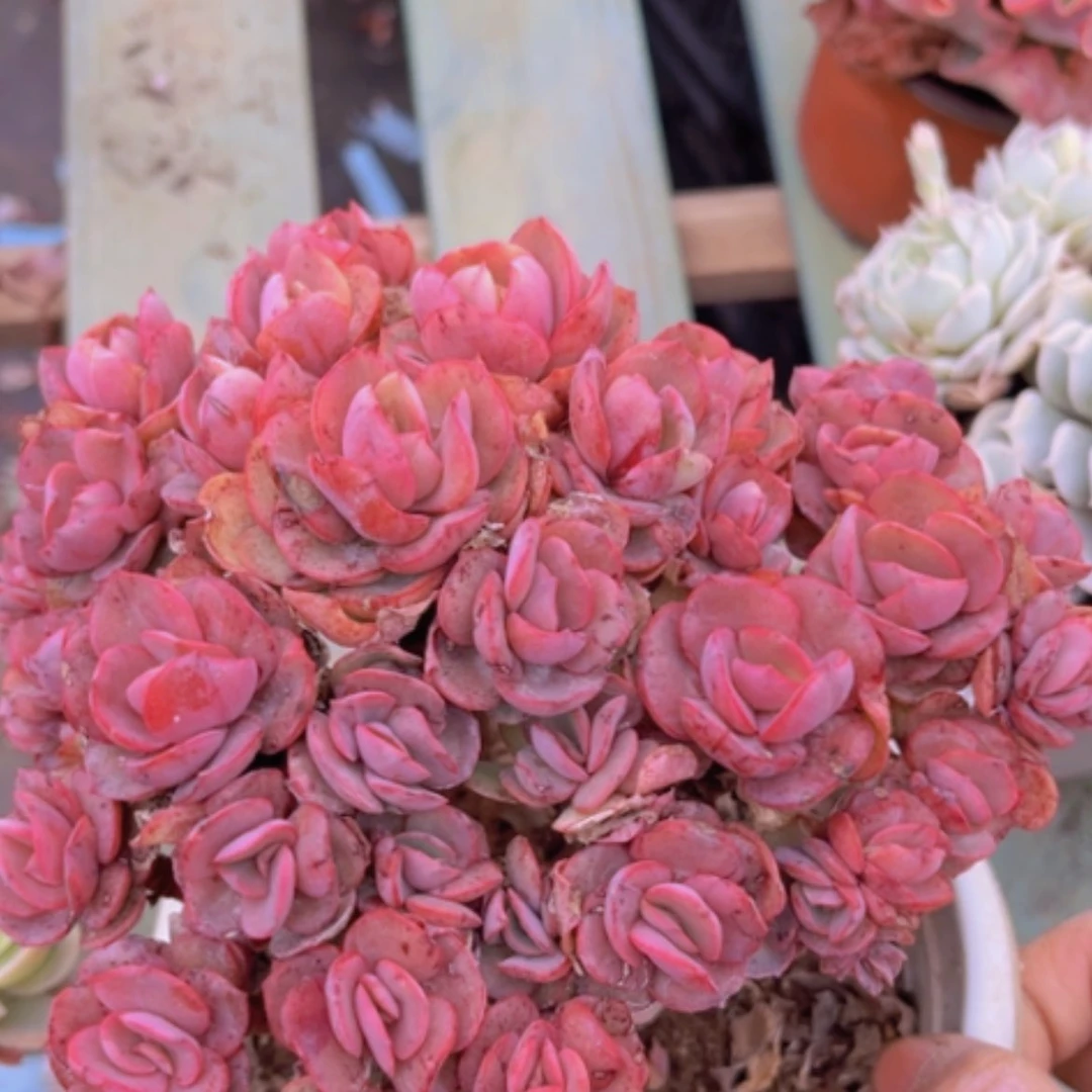 【闪购商品】秀妍多肉04232