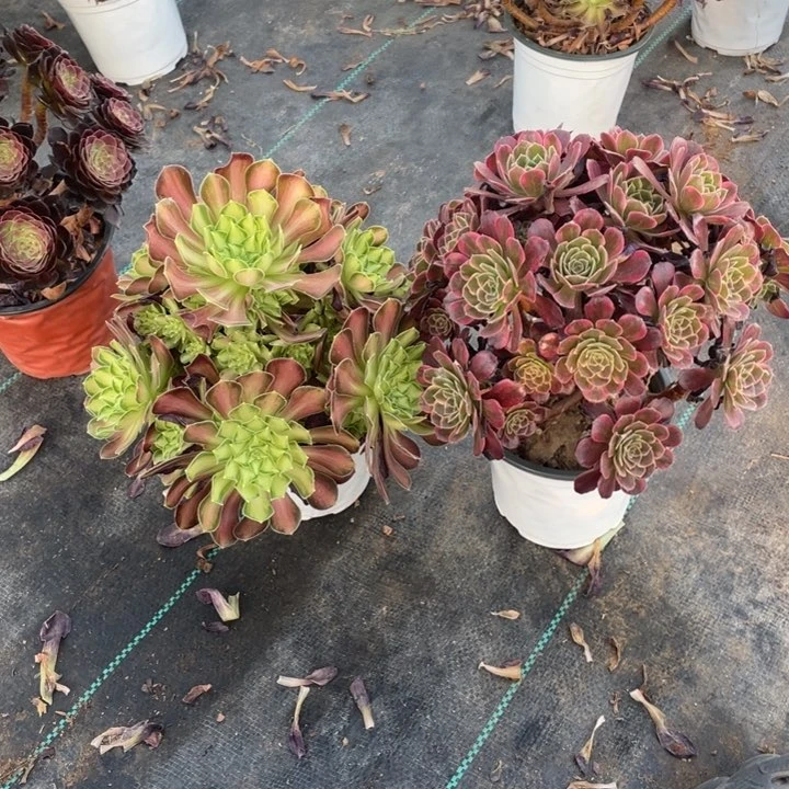 两颗老桩组合法师