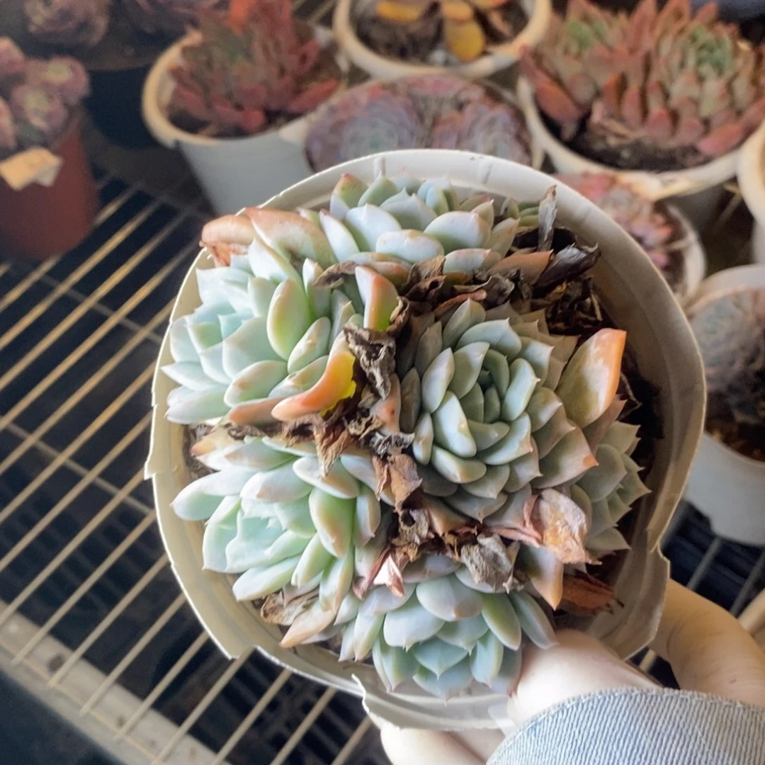 2349冰橙老桩一物一拍