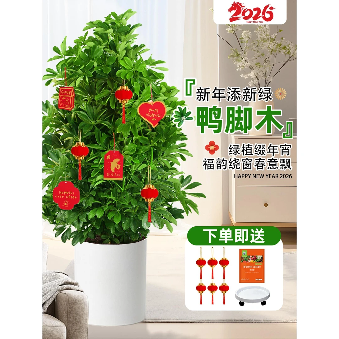 鸭脚木盆栽室内客厅绿植花卉八方来财鸭掌木耐寒植物七叶莲发财树