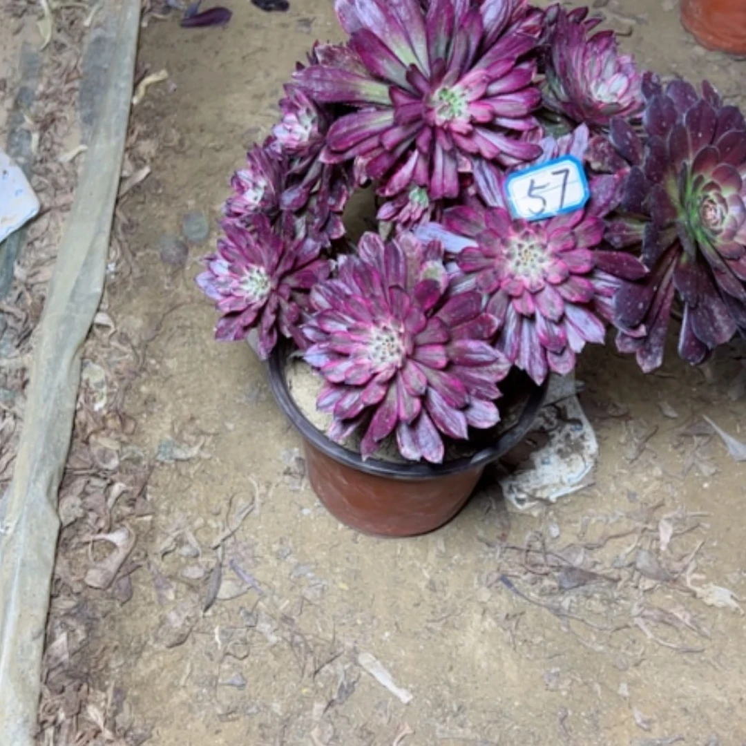 【闪购商品】多肉植物紫霞57