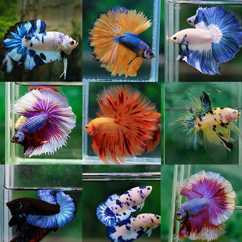 2单配鱼杯【400-499号】泰国斗鱼活体半月公鱼热带鱼观赏练手鱼活鱼