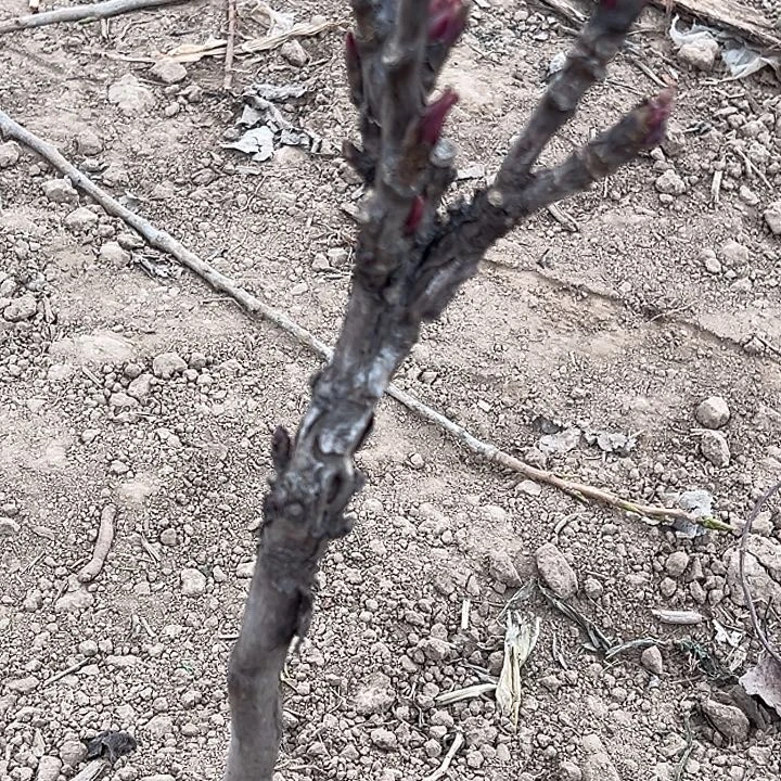 j***m完全开放花王中颗