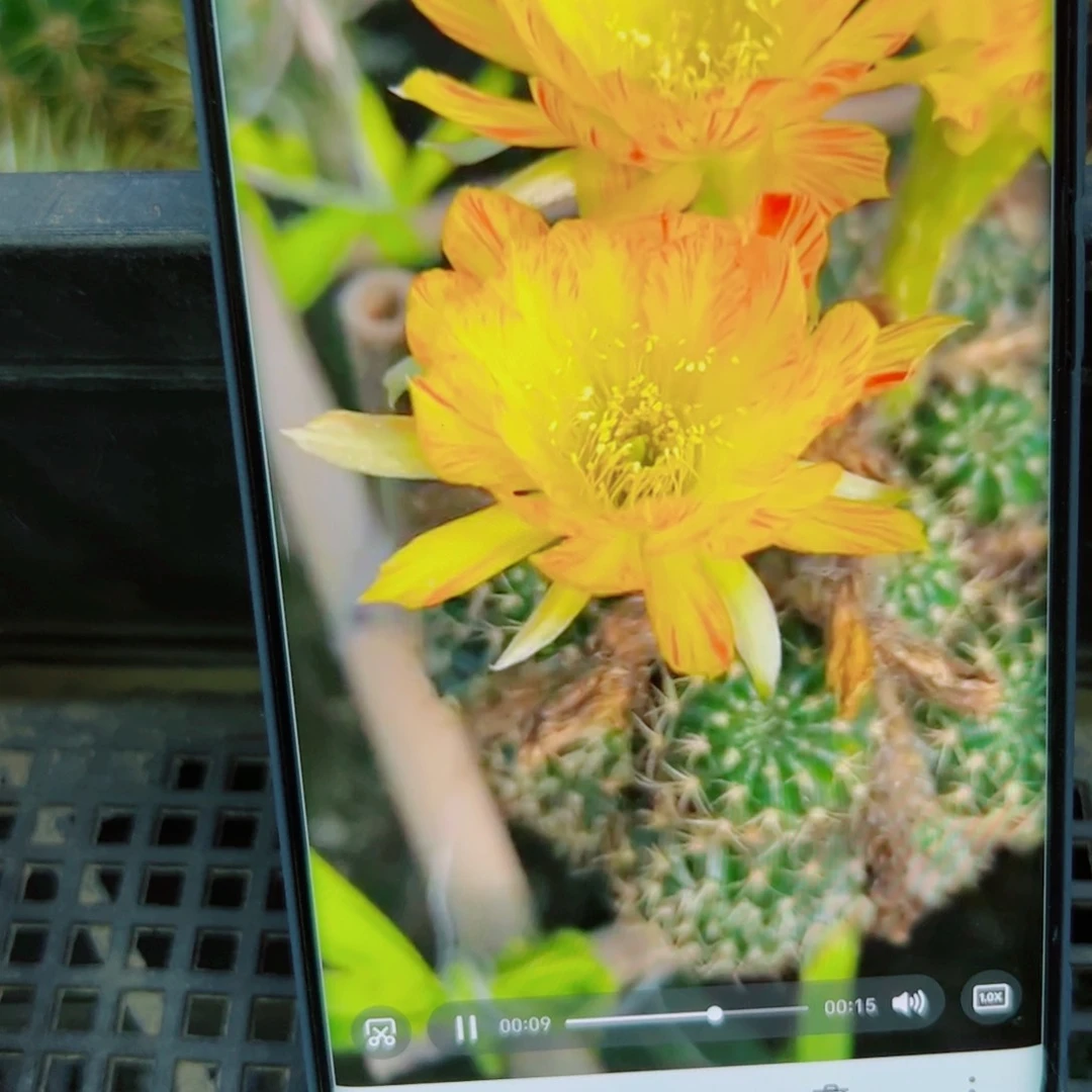 下190丽花黄羽毛歪无根侧芽3公分左右20包邮