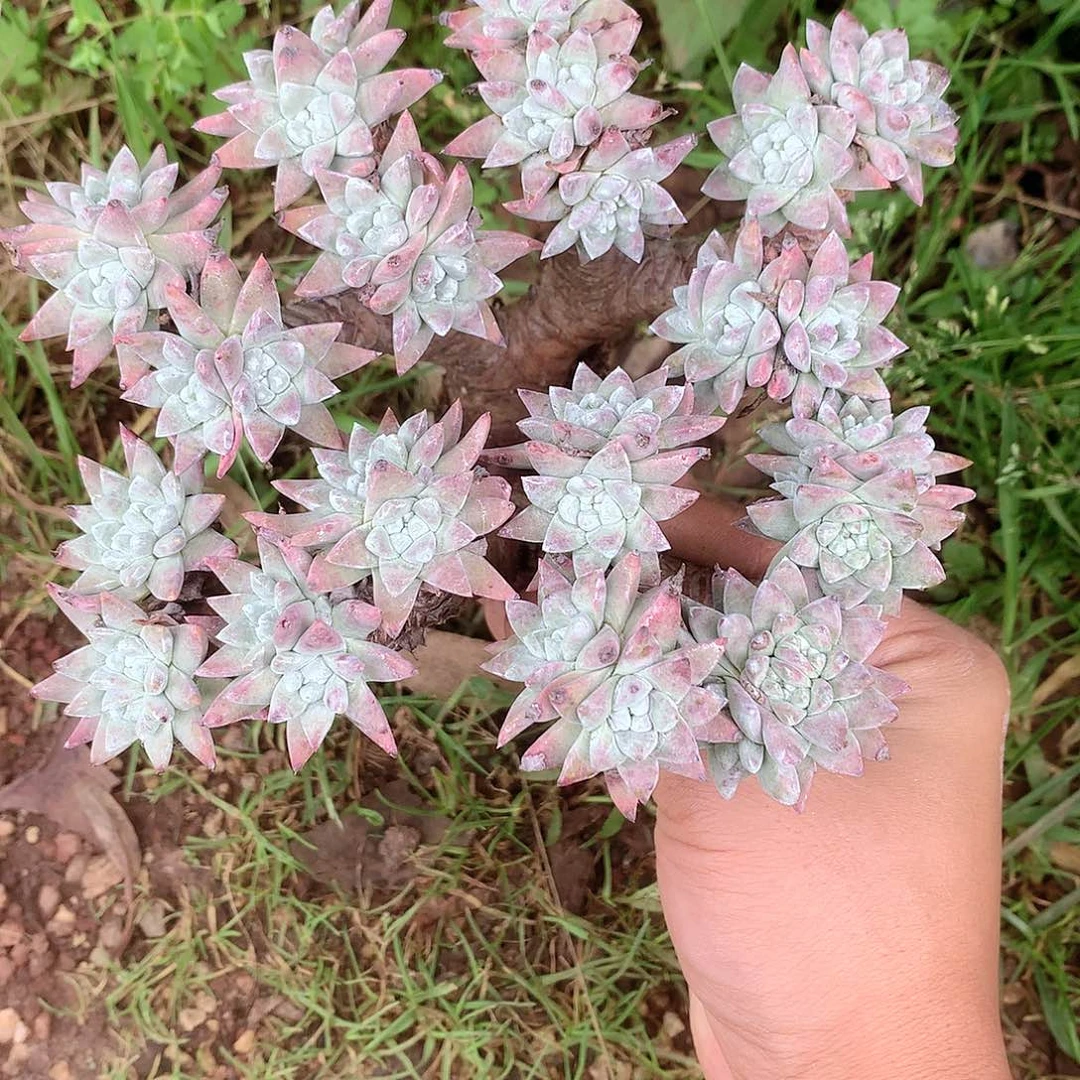 彩****091白姆仙女杯多肉
