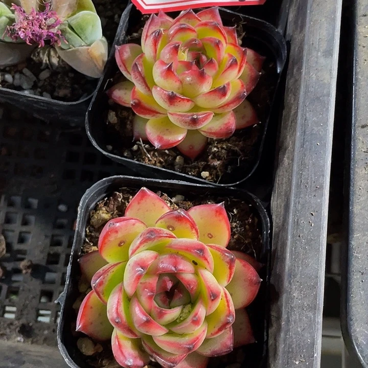 红太狼2.8带盆土发