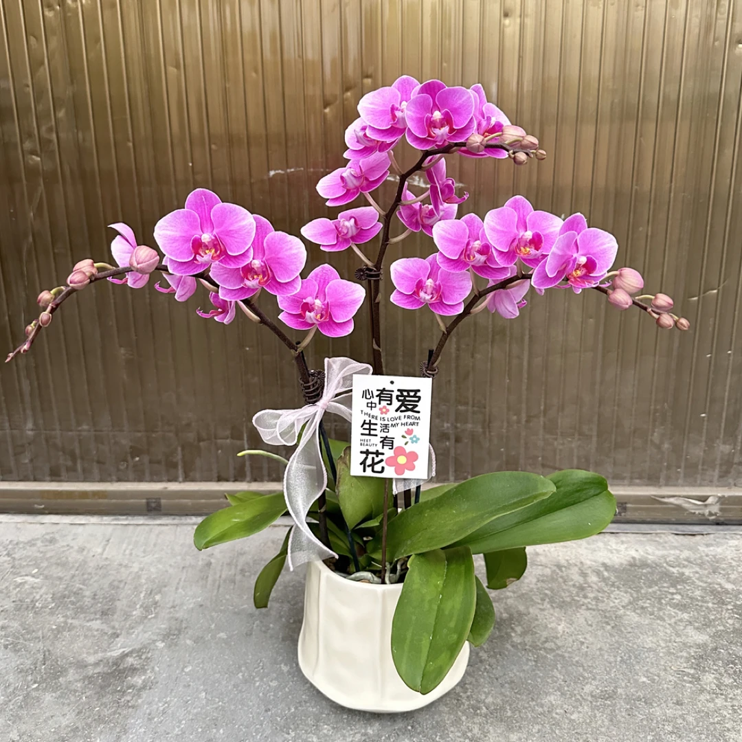 【骄阳公主】粉色系蝴蝶兰耐寒耐养佛山基地直发