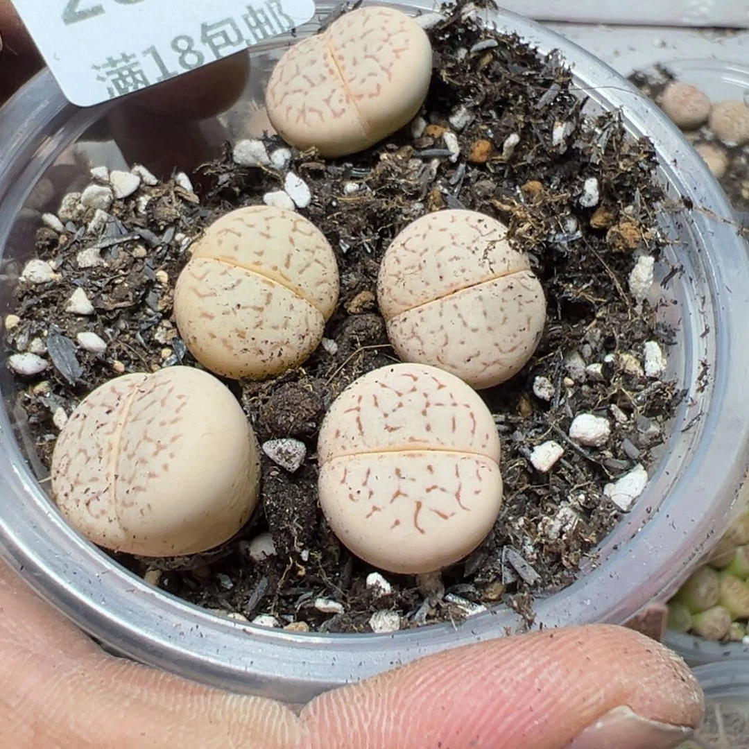 【闪购商品】 285。