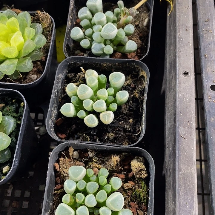 五十铃玉带盆土发