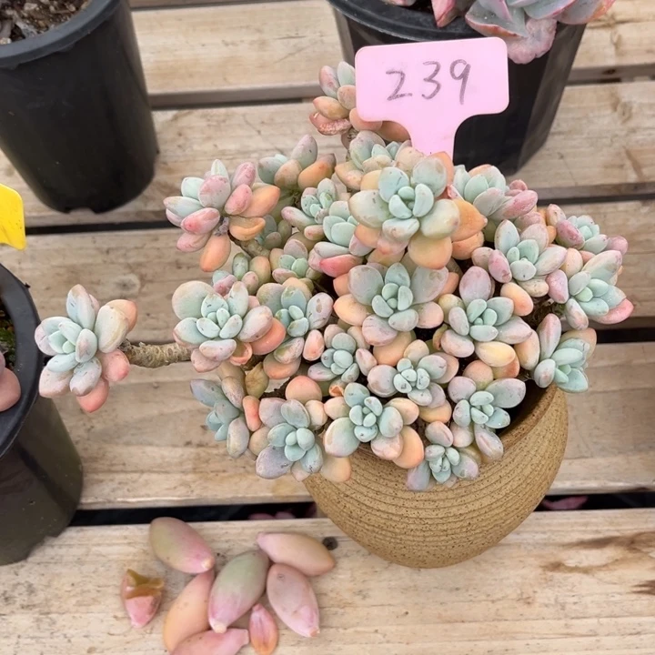 香水洛神多肉植物2 3 9