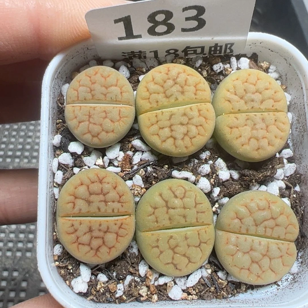【闪购商品】183……