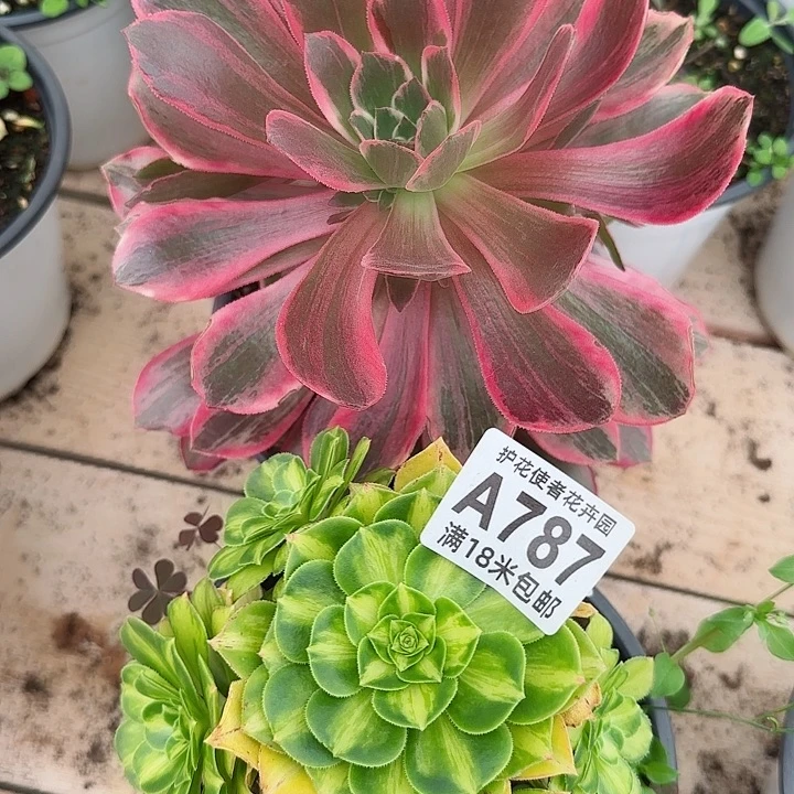 多肉法师淘宝福利