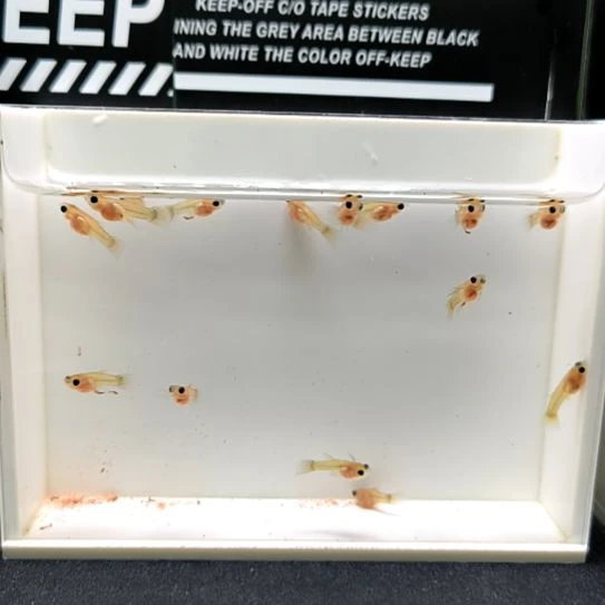 海水鱼精品孔雀鱼，黄金玻璃猫苗子6条含两条备损