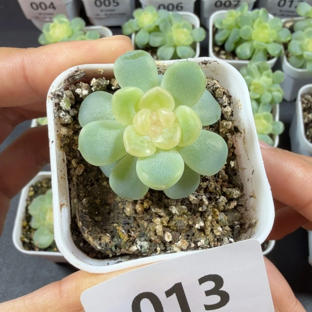 无尽灯单头一物一拍013