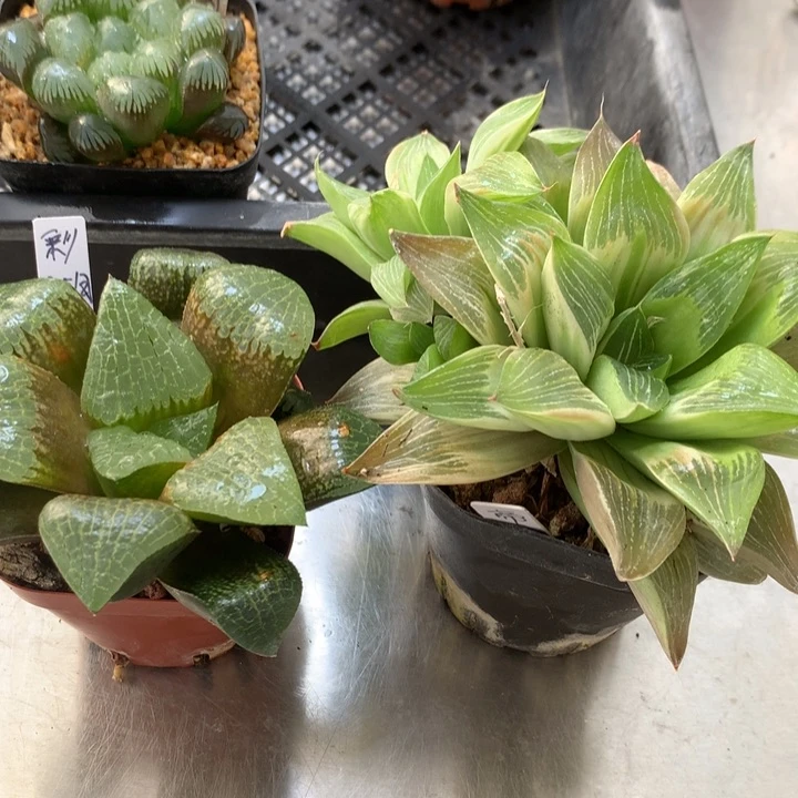 彩湖寿+帝王寿一物一拍