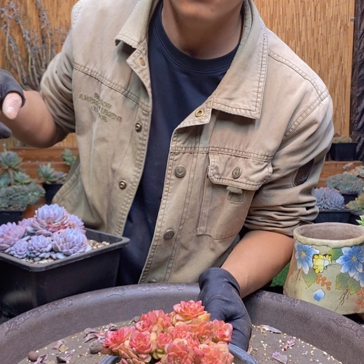 道***一199号蜡牡丹多肉植物