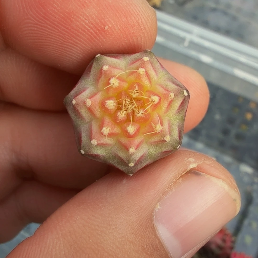 当前无花朵，栽培后可花朵