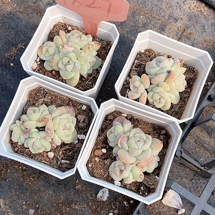 多肉植物1827五个1827