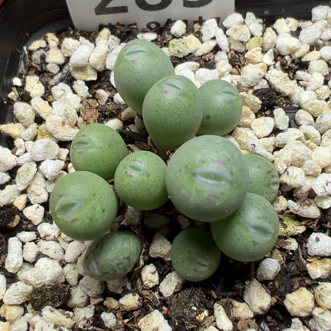 【闪购商品】285……