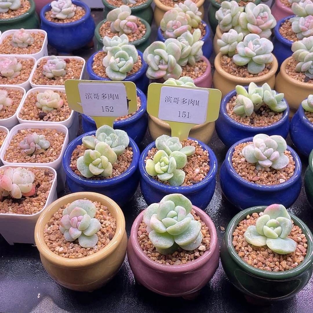 拿***鱼滨哥多肉M151，152冰玉锦双头