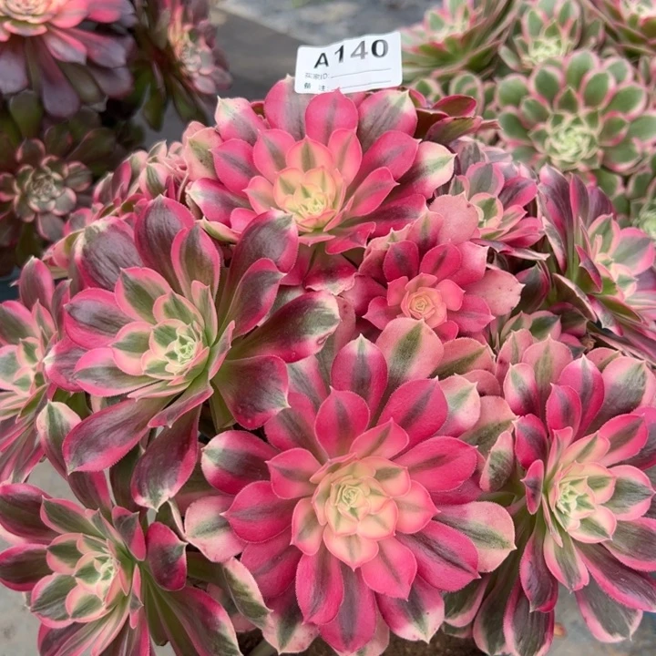 140男神30厘米左右