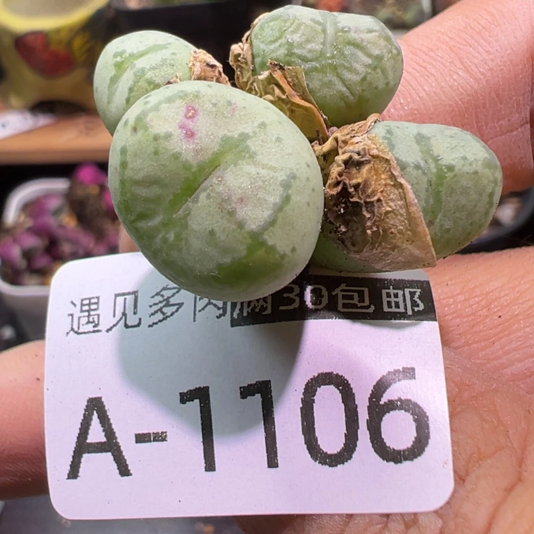 多肉植物111111111111