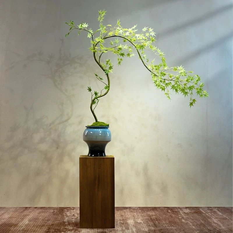 造型流泉枫盆栽客厅室内大型绿植物盆景树苗书房禅意植物四季常青