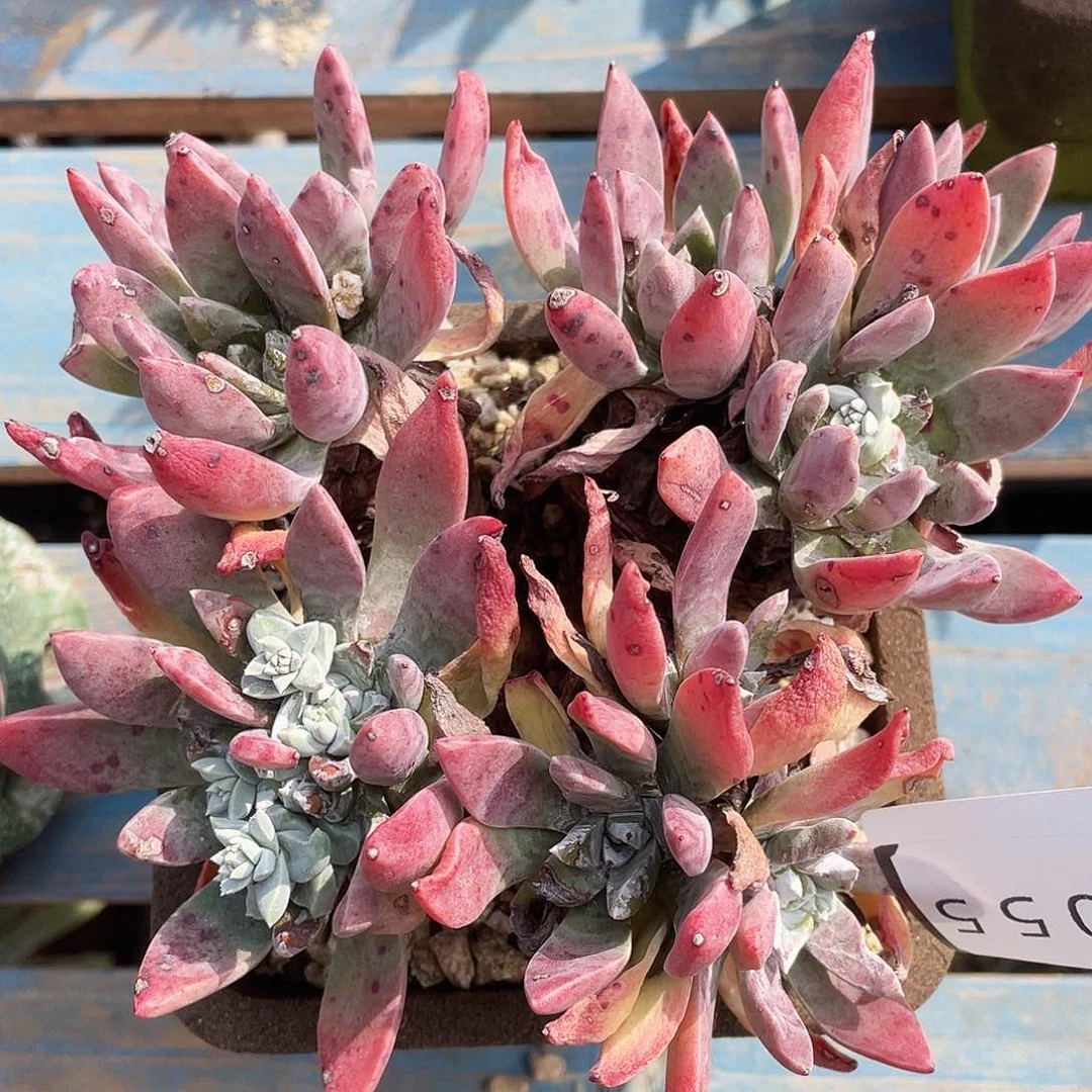 贝拉多头老桩10055