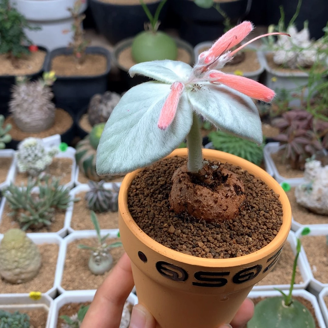 红花断崖女王带盆多肉