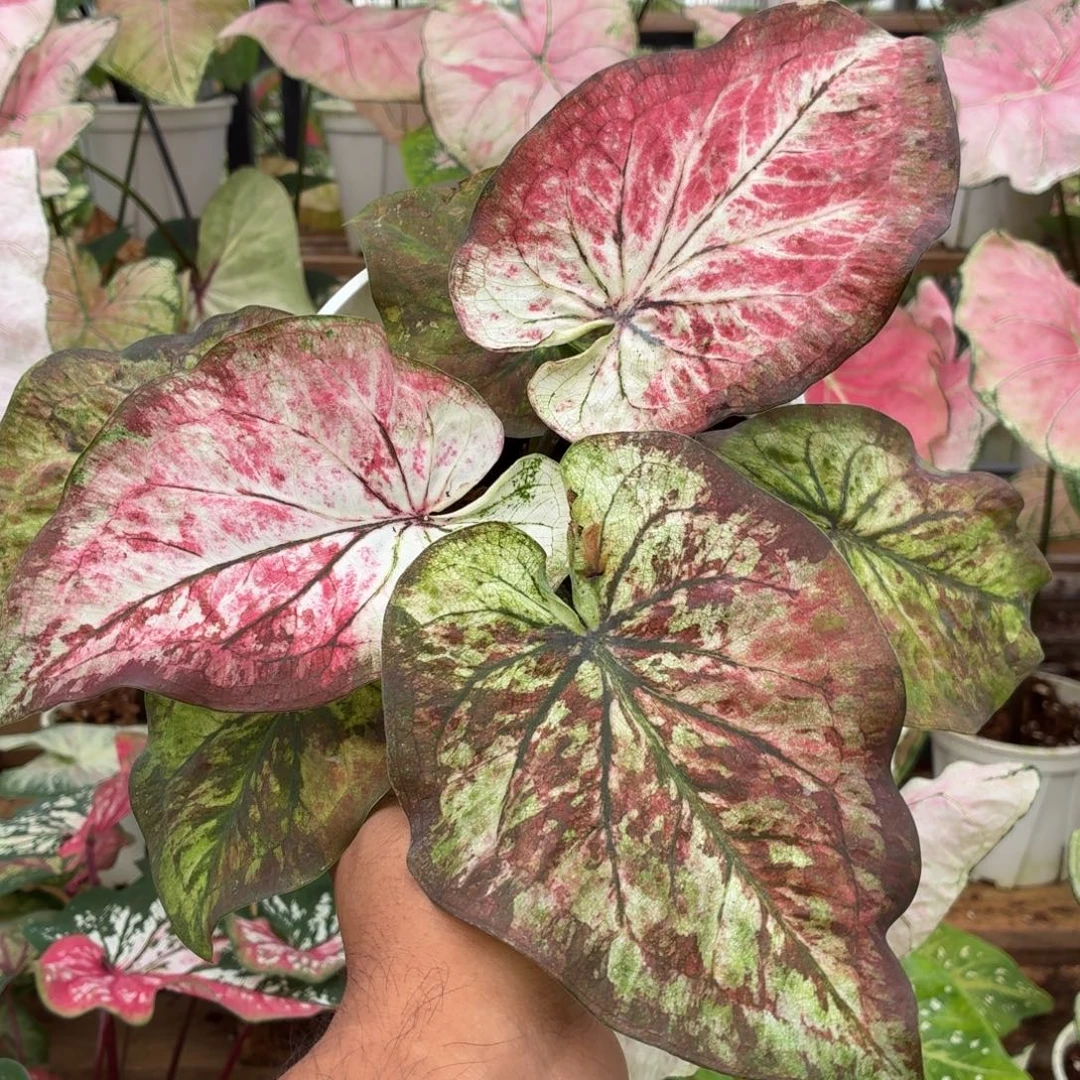 大部分花苞少量开放B096