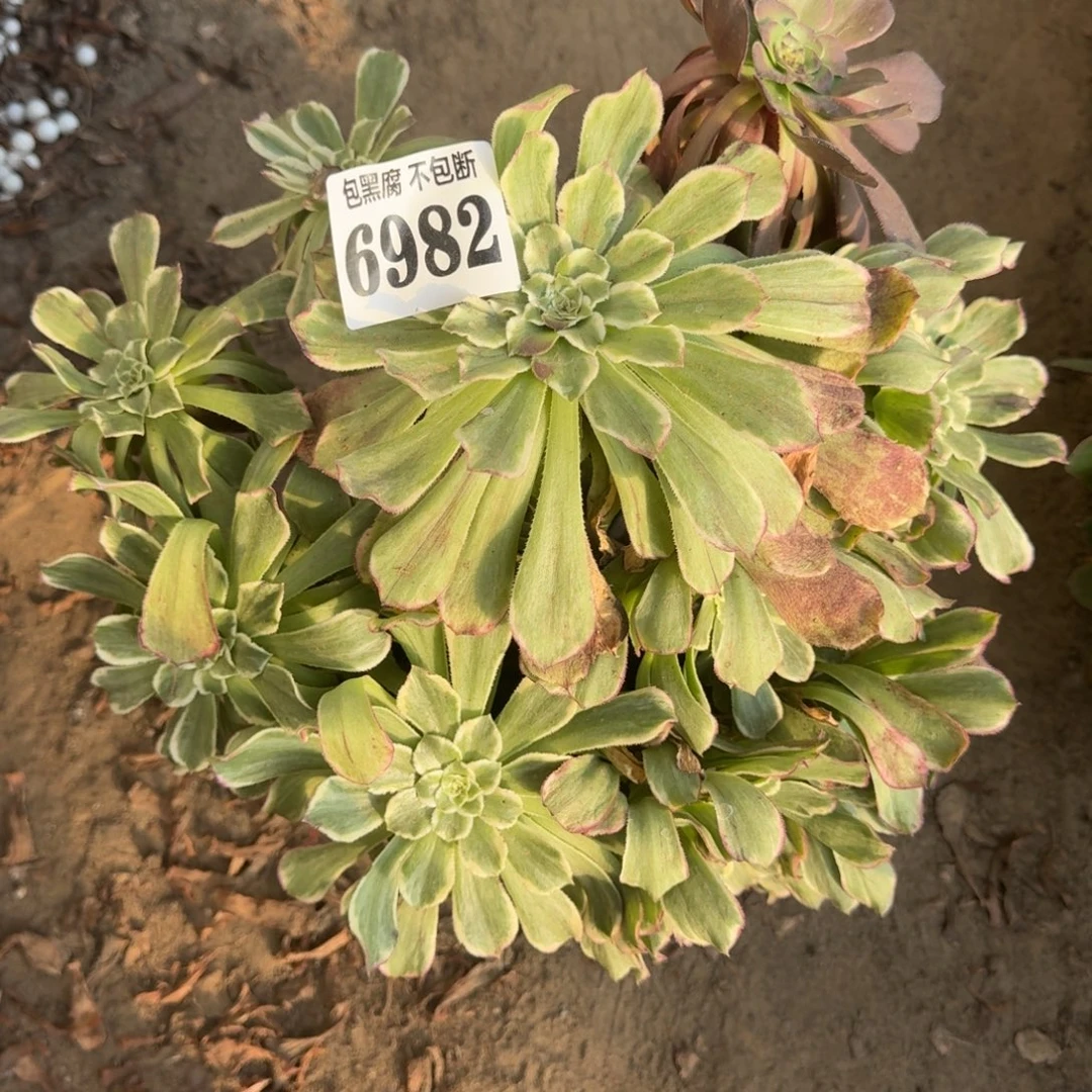 法师绿体水墨6982 18-5