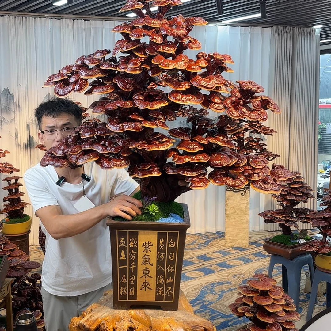全部花朵88888888888888