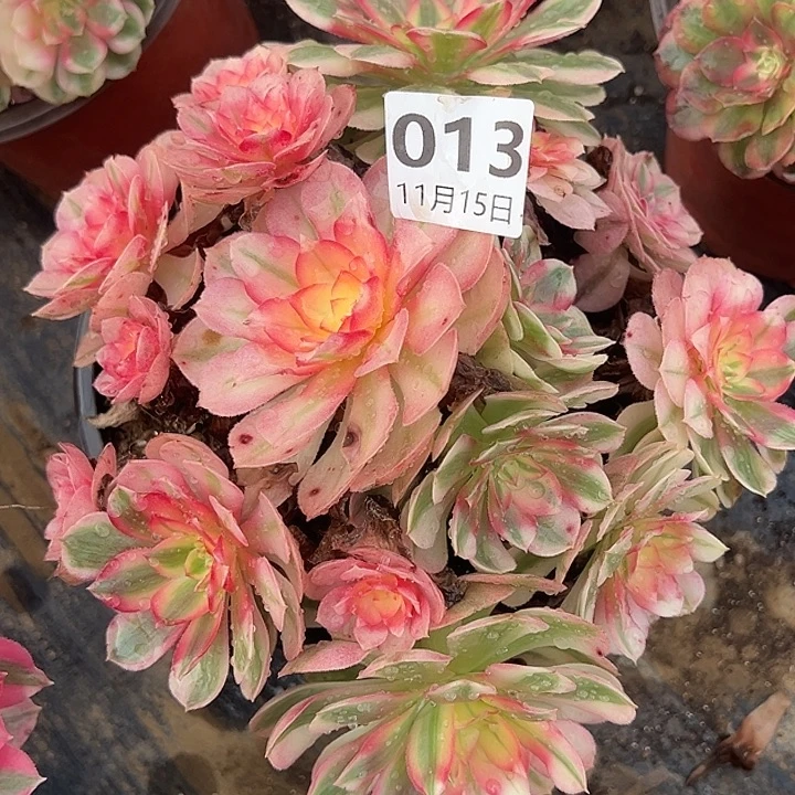 11.15-13倾城多肉植物1
