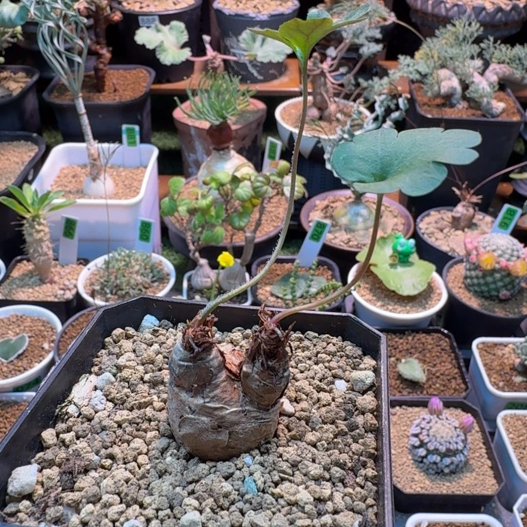 肾叶洋葵584 仙人球