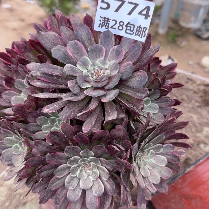 5774二号棚水彩画A