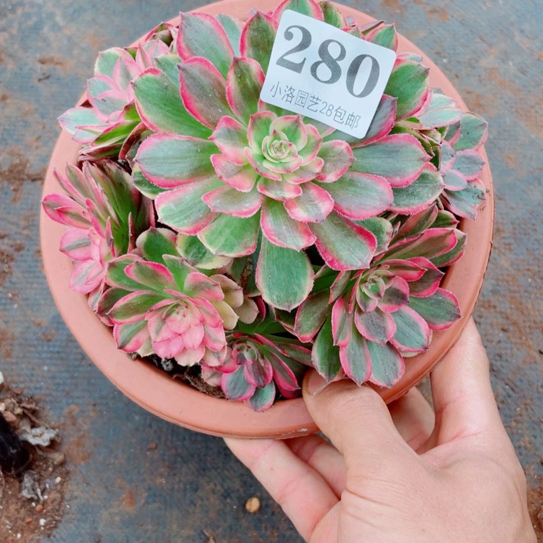 280海神朵朵法师植物