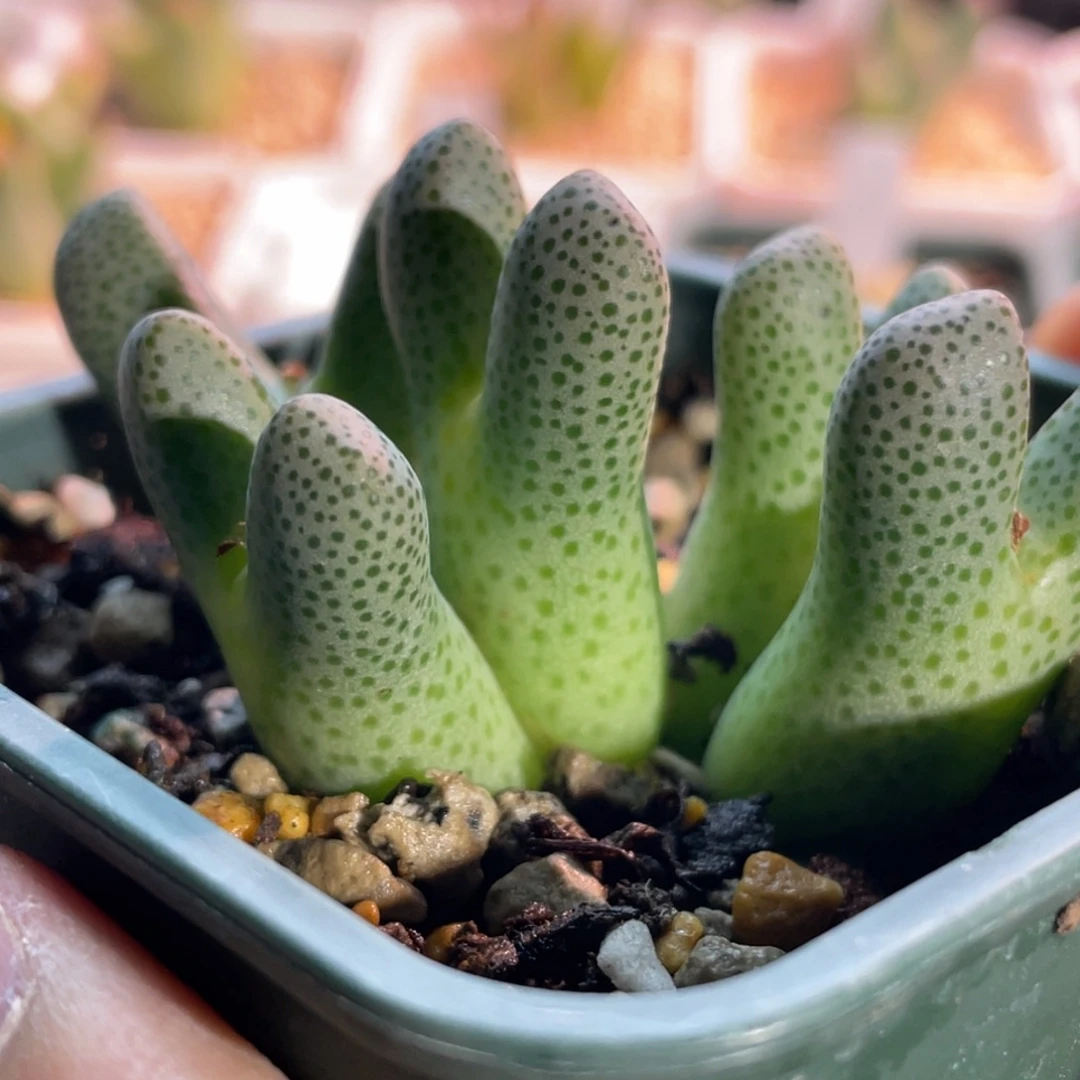 原始斑马植物一物一拍