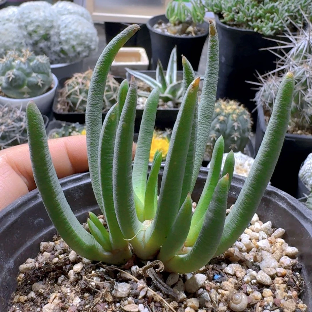 十***具919紫花奔龙脱土发货