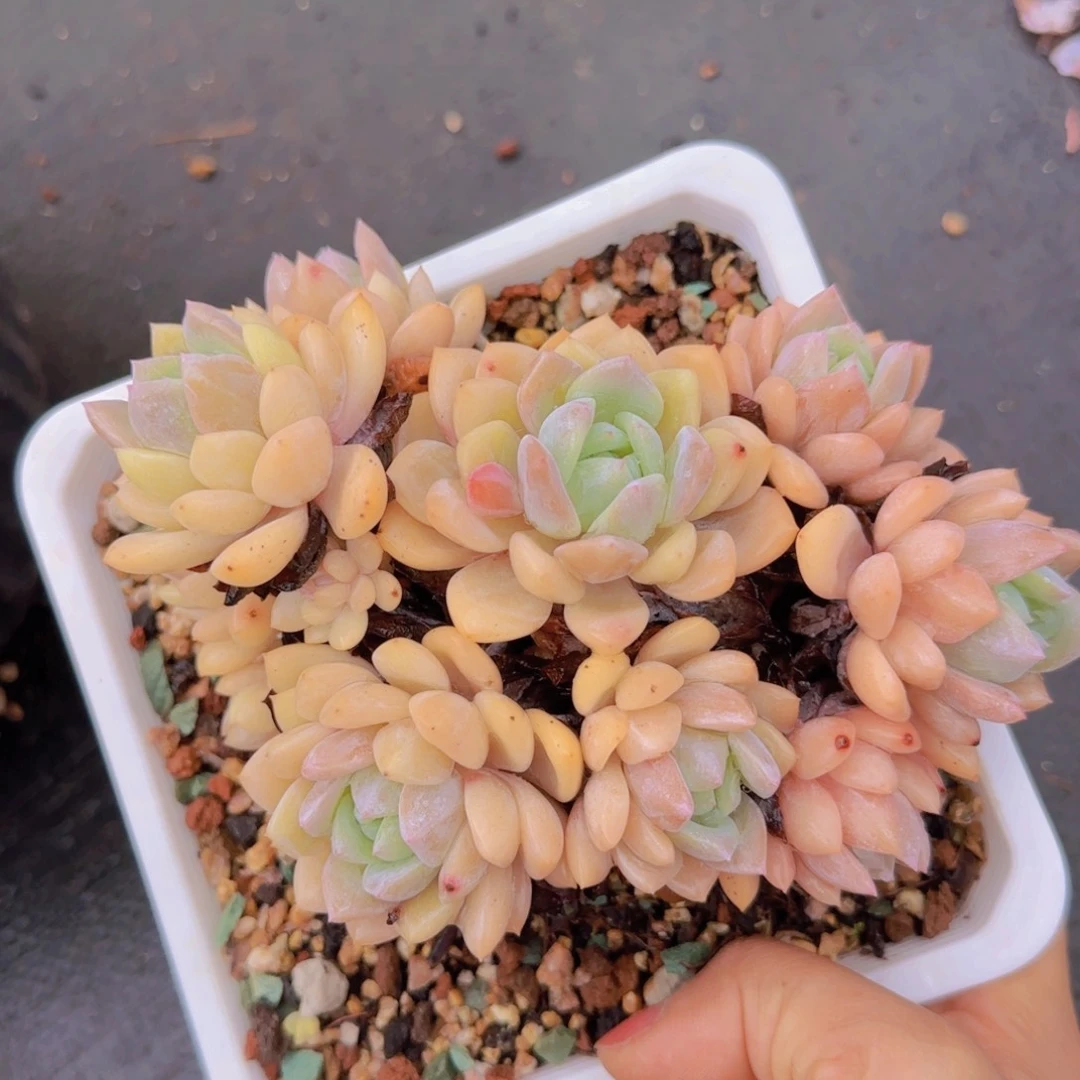 多肉植物多肉植物